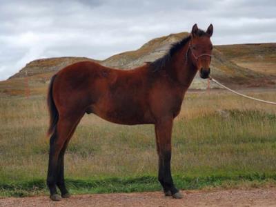 Top Gun Titanium JW <BR> AQHA 6253614